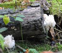 Hericium americanum image