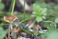 Psilocybe cyanescens image