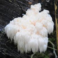 Hericium americanum image