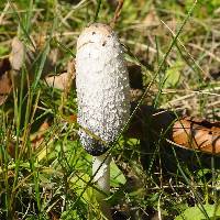 Coprinus comatus image