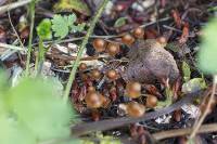 Image of Psilocybe cyanescens