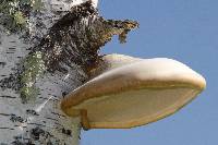 Fomitopsis betulina image