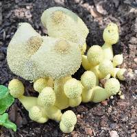 Leucocoprinus birnbaumii image