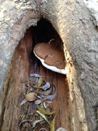 Ganoderma applanatum image