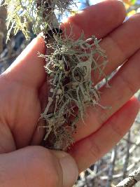 Ramalina leptocarpha image