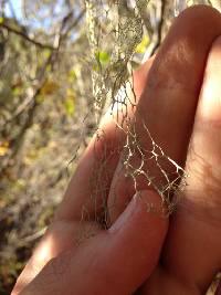 Ramalina menziesii image