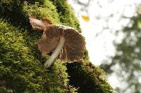 Pluteus cervinus image