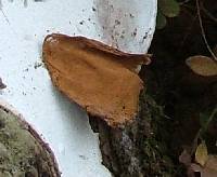 Ganoderma applanatum image