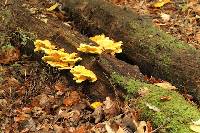 Laetiporus sulphureus image