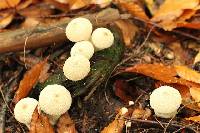 Lycoperdon pyriforme image