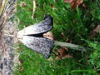 Coprinus comatus image