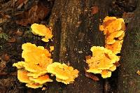 Laetiporus sulphureus image