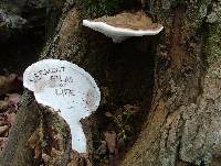 Ganoderma applanatum image