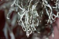 Ramalina farinacea image