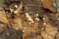 Marasmius capillaris image