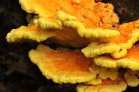 Laetiporus sulphureus image