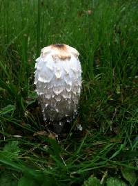 Coprinus comatus image