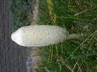 Coprinus comatus image
