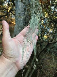 Ramalina menziesii image