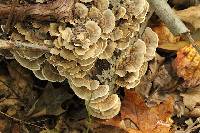 Trametes versicolor image