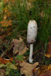 Coprinus comatus image