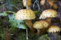 Pholiota aurivella image