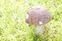 Leccinum scabrum image