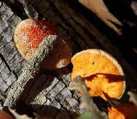 Pycnoporus cinnabarinus image