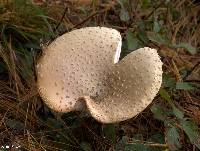 Amanita muscaria var. guessowii image