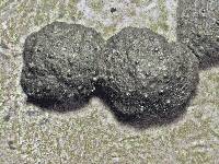 Jackrogersella multiformis image