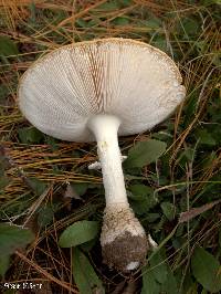 Amanita muscaria image