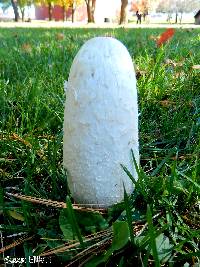 Coprinus comatus image