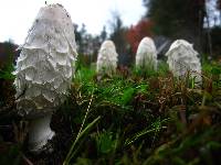 Coprinus comatus image