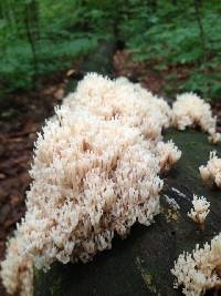 Ramaria stricta image