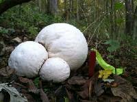 Calvatia gigantea image