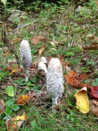 Coprinus comatus image