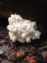 Hericium americanum image