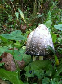 Coprinus comatus image