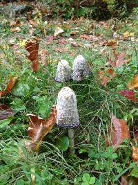 Coprinus comatus image