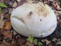 Calvatia gigantea image