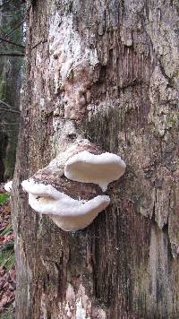 Ganoderma applanatum image