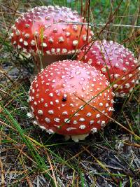 Amanita muscaria image