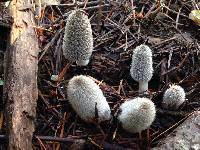 Coprinopsis lagopus image