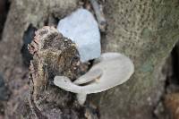 Polyporus alveolaris image