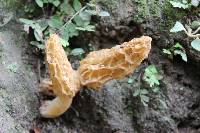 Image of Morchella rufobrunnea