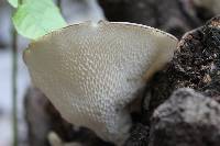 Polyporus alveolaris image