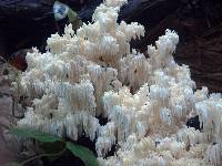 Hericium abietis image