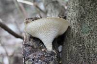 Polyporus alveolaris image