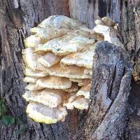 Laetiporus gilbertsonii image