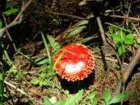 Amanita muscaria image